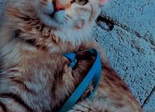 شيرازي شيرازي