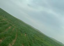 Farm Land for Sale in Mafraq Um Al-Lulu