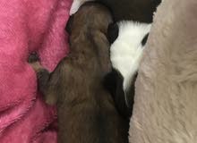 pupes for sell or adopt pupes for sell or adopt
