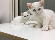 British Scottish Kitten British Scottish Kitten