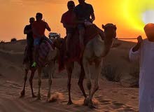 camel ride for events all UAE 0504577490 camel ride for events all UAE 0504577490