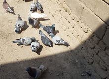 حمام زواجل للبيع حمام زواجل للبيع