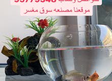 عروض ع اسماك الزينه والحوض تبدا من 2 ريال عروض ع اسماك الزينه والحوض تبدا من 2 ريال