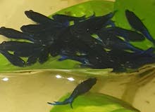 betta fish 3 month old available 700 baiza each