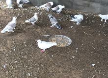 حمام للبيع حمام للبيع