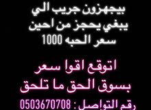 برتش لونق هير مكس سكوتش فولد برتش لونق هير مكس سكوتش فولد