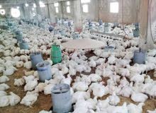 مربي دواجن متواجد بمصر خبرةتتعدي 15 سنةتربية واشراف دواجن لاحم ومحلات مجمدات مربي دواجن متواجد بمصر خبرةتتعدي 15 سنةتربية واشراف دواجن لاحم ومحلات مجمدات