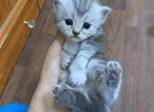 قطط شيرازية للبيع - shirazi kittens قطط شيرازية للبيع - shirazi kittens