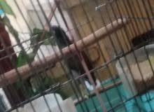 مينه وحشيه طايحه سعر 60قفل مينه وحشيه طايحه سعر 60قفل