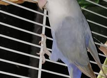 2 males lovebird n fisher barblue Jambo n DNA tested 2 males lovebird n fisher barblue Jambo n DNA tested
