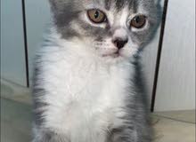 scottish fold cat 5 months grey and white scottish fold cat 5 months grey and white