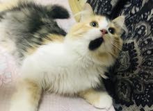 Female Persian kittens Female Persian kittens