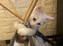 شيرازي عمر 3 اشهر شيرازي عمر 3 اشهر