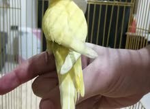 زوج بادجي زوج بادجي