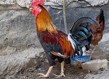ديج للبيع عربي ديج للبيع عربي