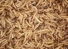 سوبر ورم حي سوبر ورم حي