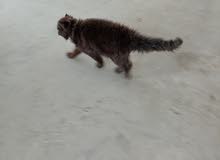 بس لون بوني بس لون بوني