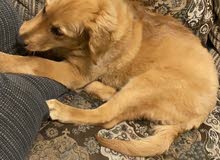 Golden retriever for sale Golden retriever for sale