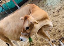 jalsey cow jalsey cow