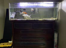 aquarium set for sale aquarium set for sale