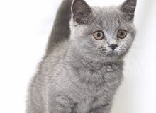 British blue shorthair male British blue shorthair male