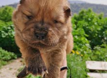 chowchow puppy chowchow puppy