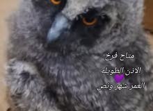 طويلة الاذن العمر شهر فيك تربيها ع كيفك