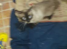 قطة سيامي ذكر للبيع قطة سيامي ذكر للبيع