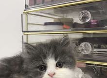 قطو للبيع(cat for sale) قطو للبيع(cat for sale)