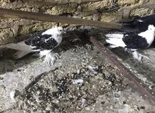 حمام نكرو مخاليف حمام نكرو مخاليف