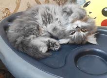 قطة نثية شيرازي مون فيس العمر 4 اشهر