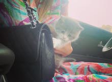 Scottish fold mixed with shirazi Scottish fold mixed with shirazi