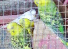 طيور الحب بيض الزوج طيور الحب بيض الزوج
