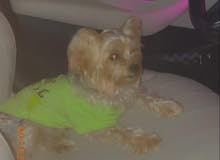 yorkie for sell yorkie for sell