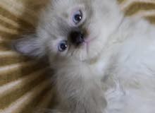 قطوه انثي هيمالايا شوكليت عمر شهر ونصف kittens