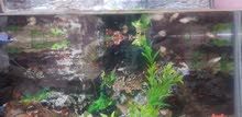 aquarium and fishes for sale aquarium and fishes for sale