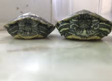 turtles for sale turtles for sale