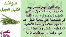 عسل حر من اعلي جبال ميدلت عسل حر من اعلي جبال ميدلت