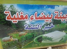 اجبان.. اجبان..