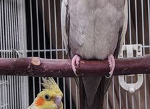 Healthy Cockatiel breeding pair (BD40) Healthy Cockatiel breeding pair (BD40)