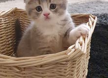 Scottish fold male. for reservation Scottish fold male. for reservation