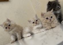 Persian kittens Persian kittens