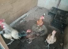 دجاج عرب دجاج عرب