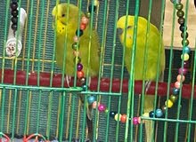budgies budgies