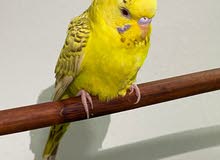 طير بصحه ممتازه طير بصحه ممتازه