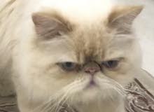 male peke face for mating , male peke face for mating ,