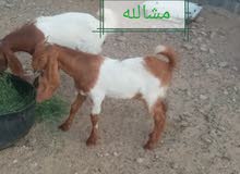 تيوس هولنديه تيوس هولنديه
