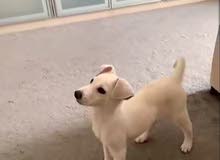 كلاب مهجن على هاسكي كلاب مهجن على هاسكي