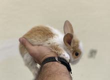 heathy bunnies (ingoora) heathy bunnies (ingoora)