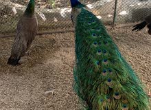 زوج طاووس منتج للبيع